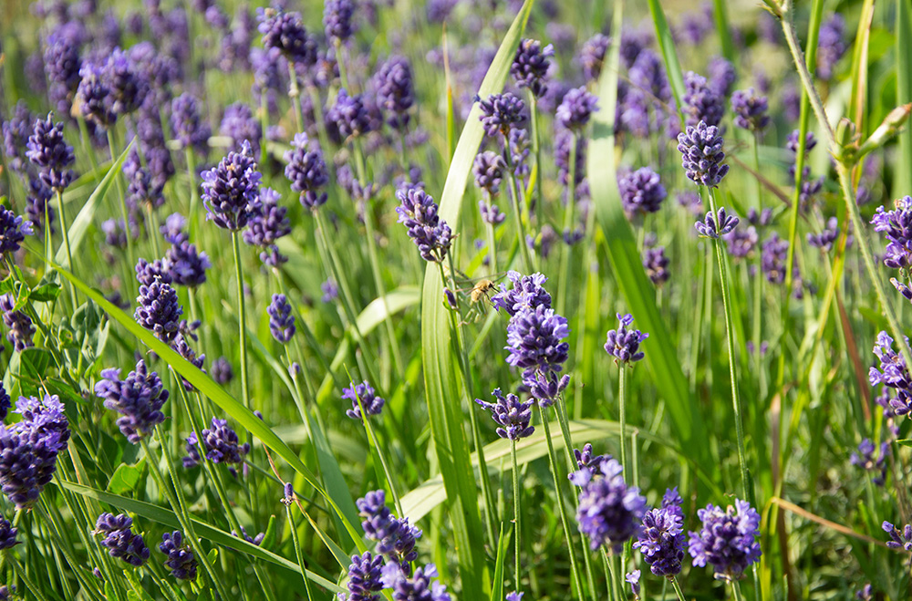 Prava lavanda 